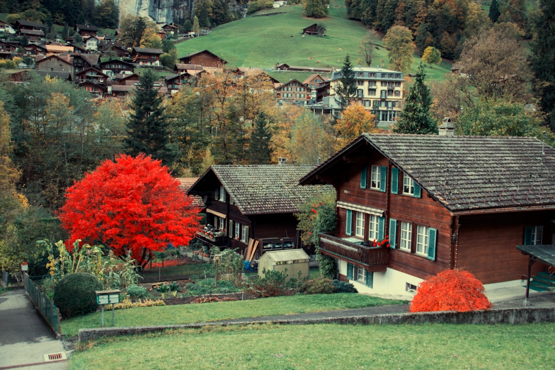 A red tree is in front of a house