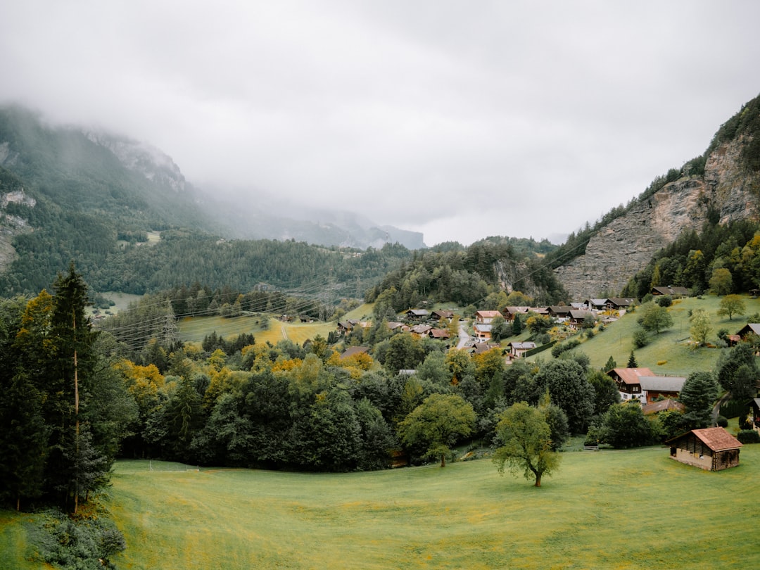 A lush green hillside covered in lots of trees